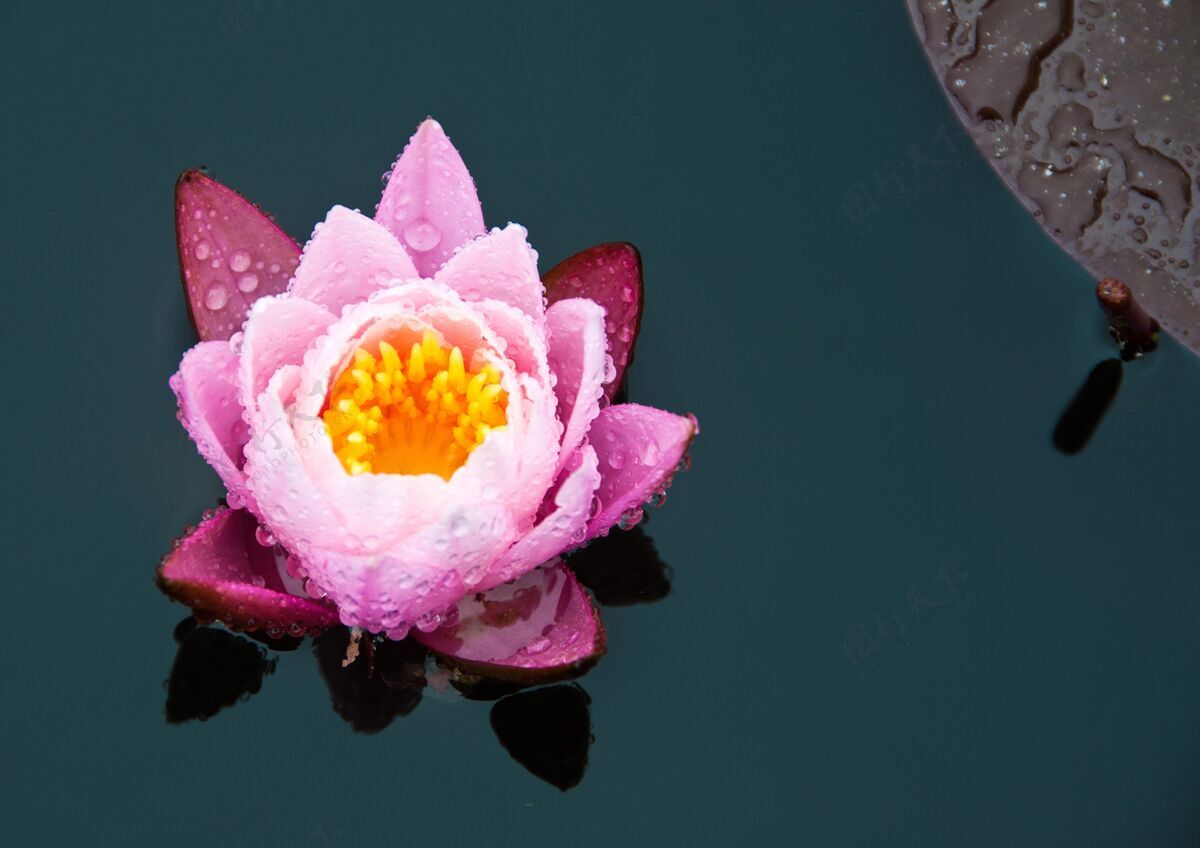 开花美丽的粉红色百合花在水里湖花植物