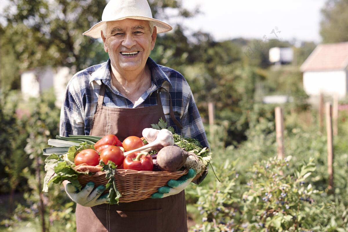 帽子一个拿着一箱蔬菜在地里干活的老人职业健康的生活方式农场