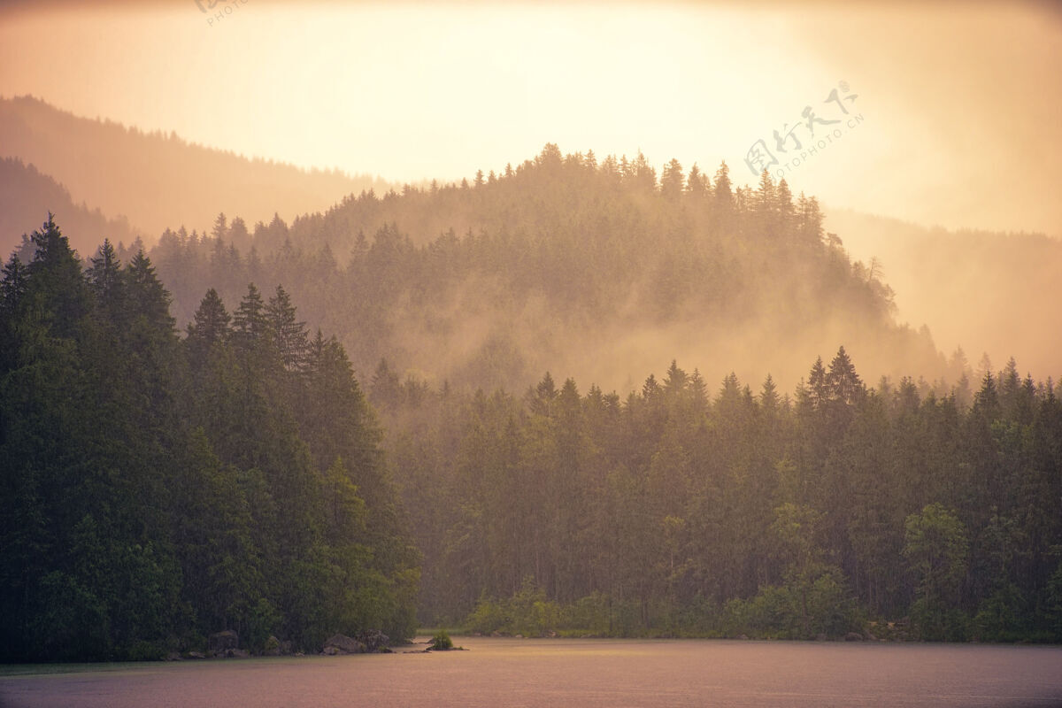 树晨雾和森林户外湖自然