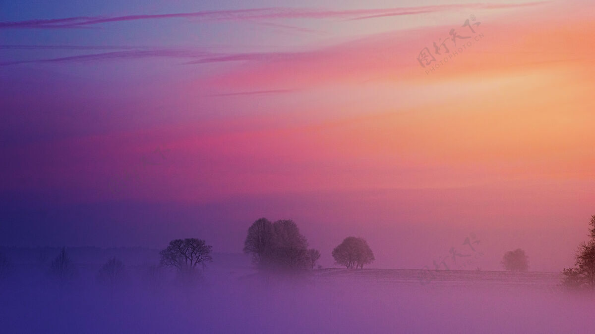雾浓雾笼罩着树木 头顶上是紫色的夕阳日落模糊粉红色的天空