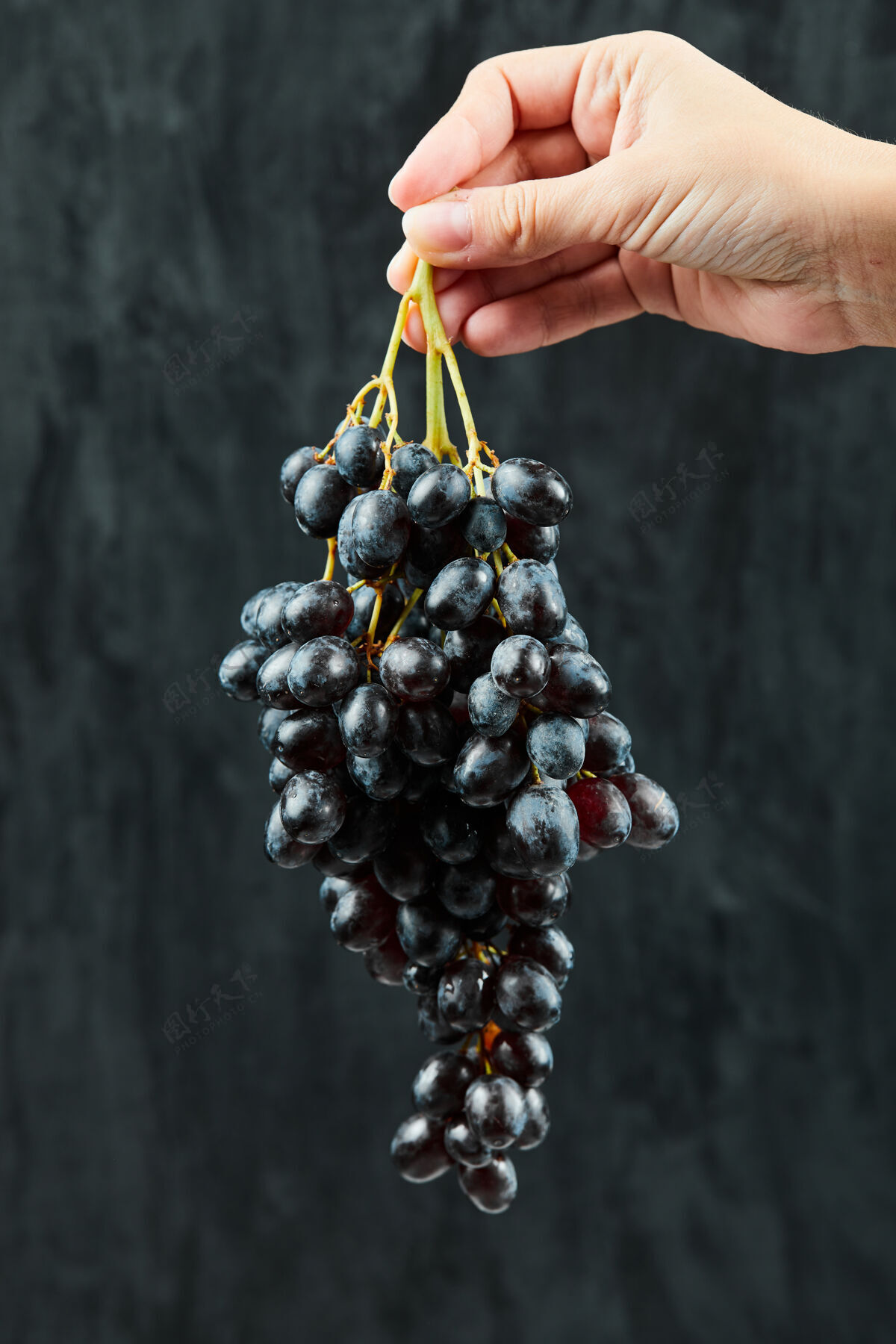 串拿着一束黑葡萄在黑暗的表面甜新鲜自然