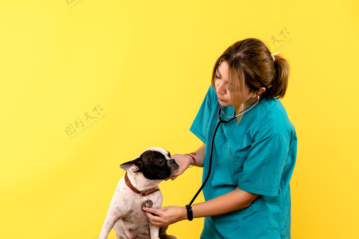 人女兽医在黄墙上观察小狗的正面图男性观察疾病