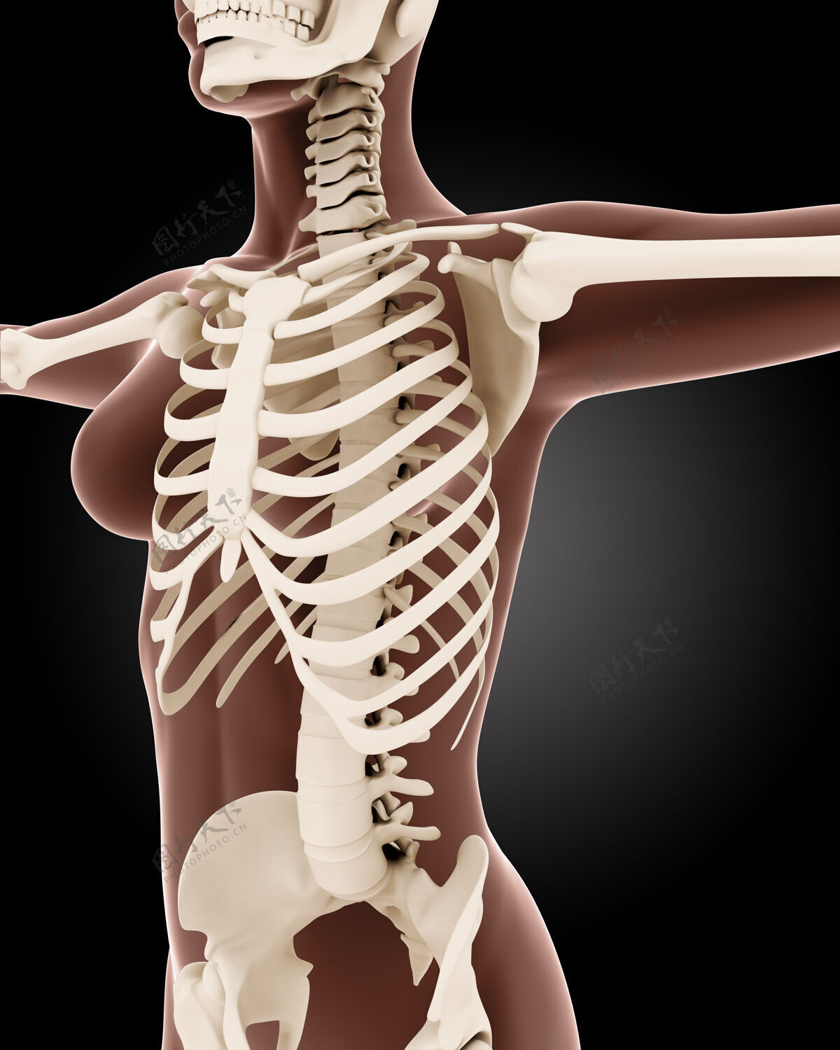 背痛女性医学骨骼的3d渲染脊柱女人内部