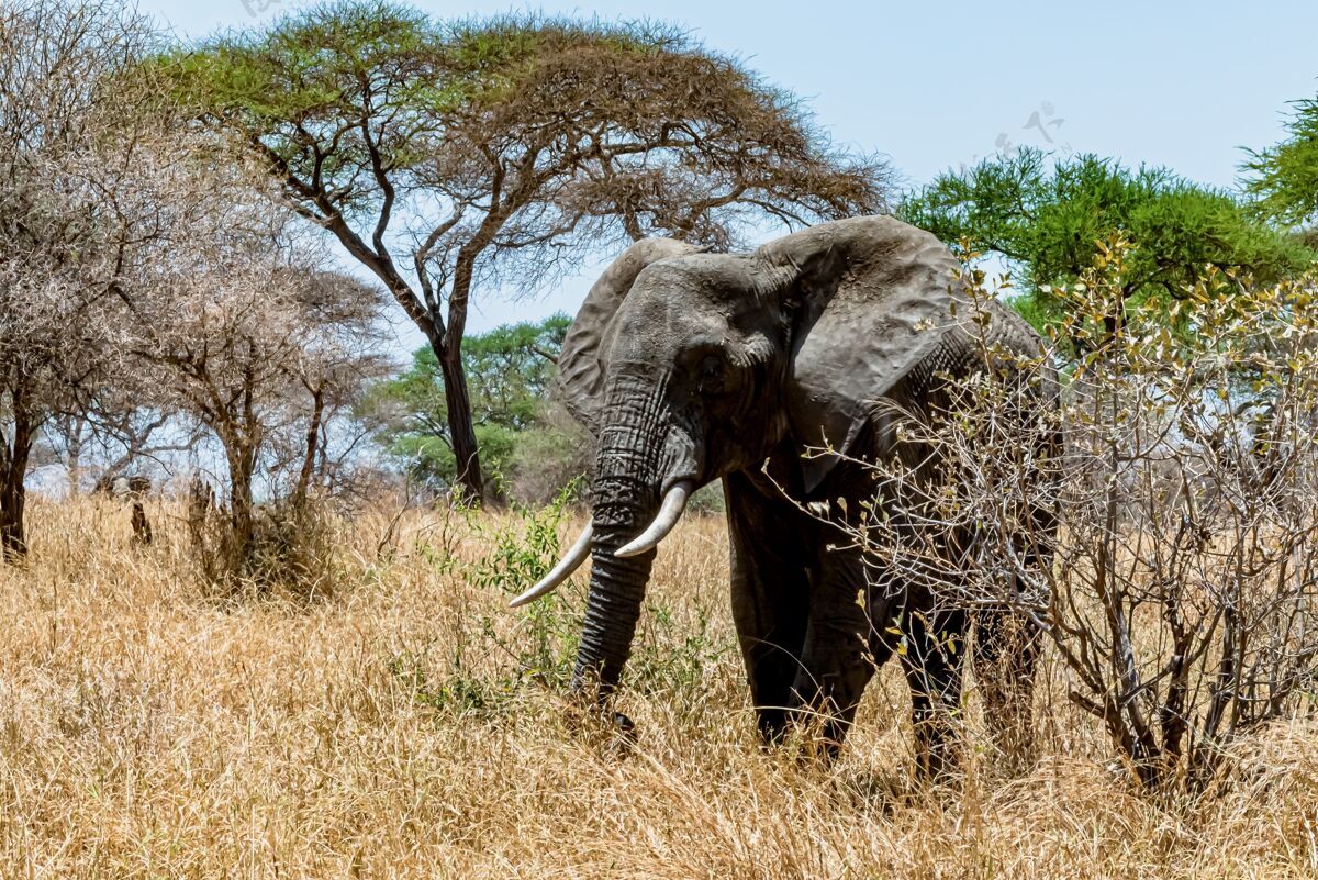可爱一只可爱的大象在荒野的干草上行走的特写镜头小牛濒危皮肤