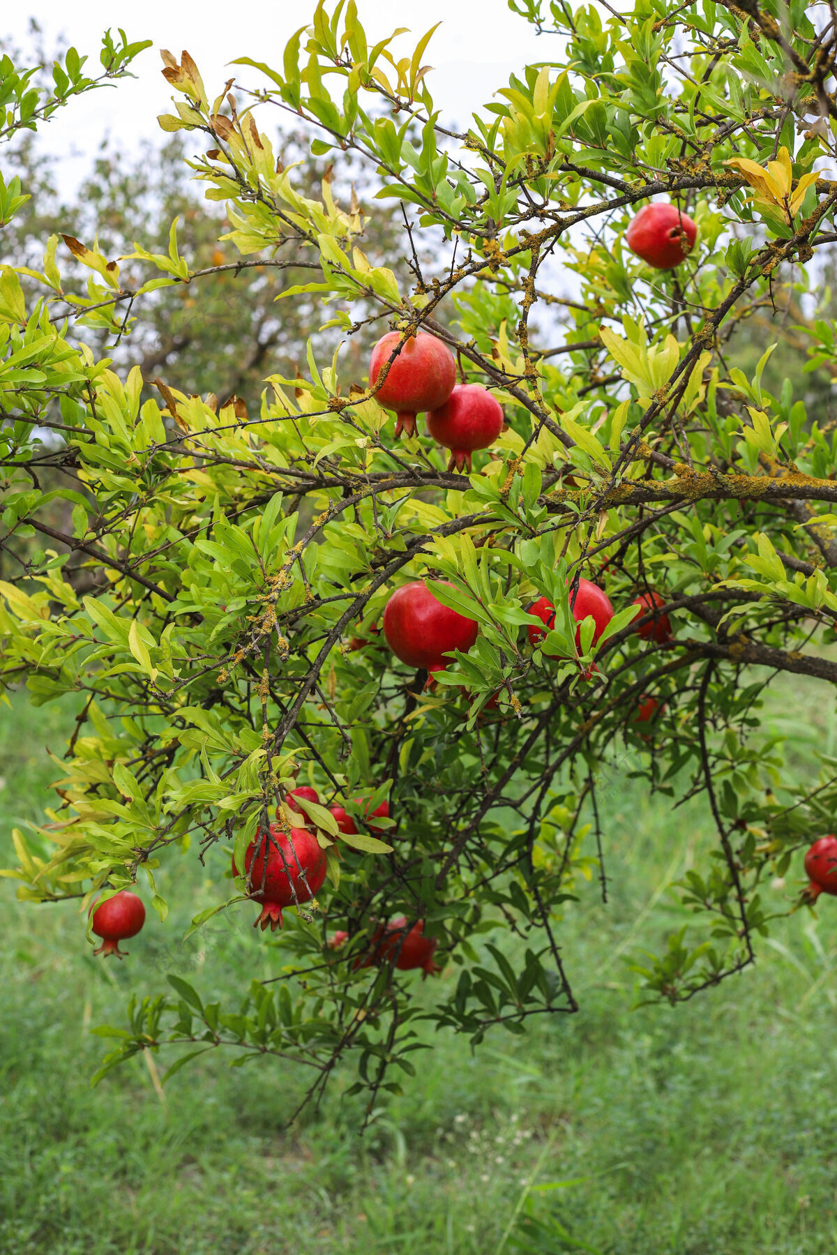 有机秋天的果实挂在花园的树枝上生长生长果园