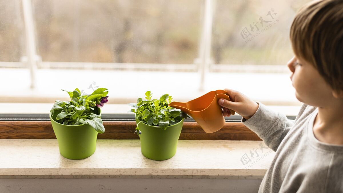 有机小孩子在窗边浇花蔬菜栽培自然