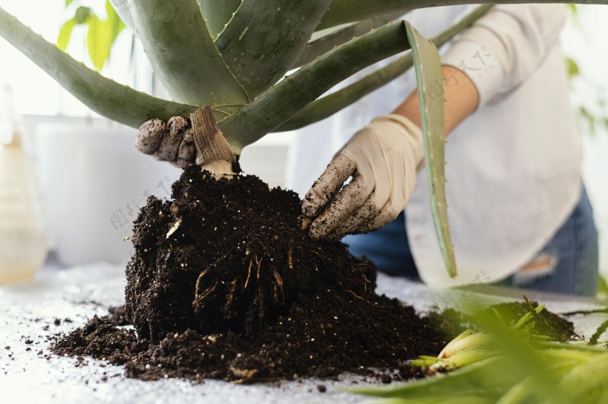 植物紧握植物和土壤的手绿化生长生长