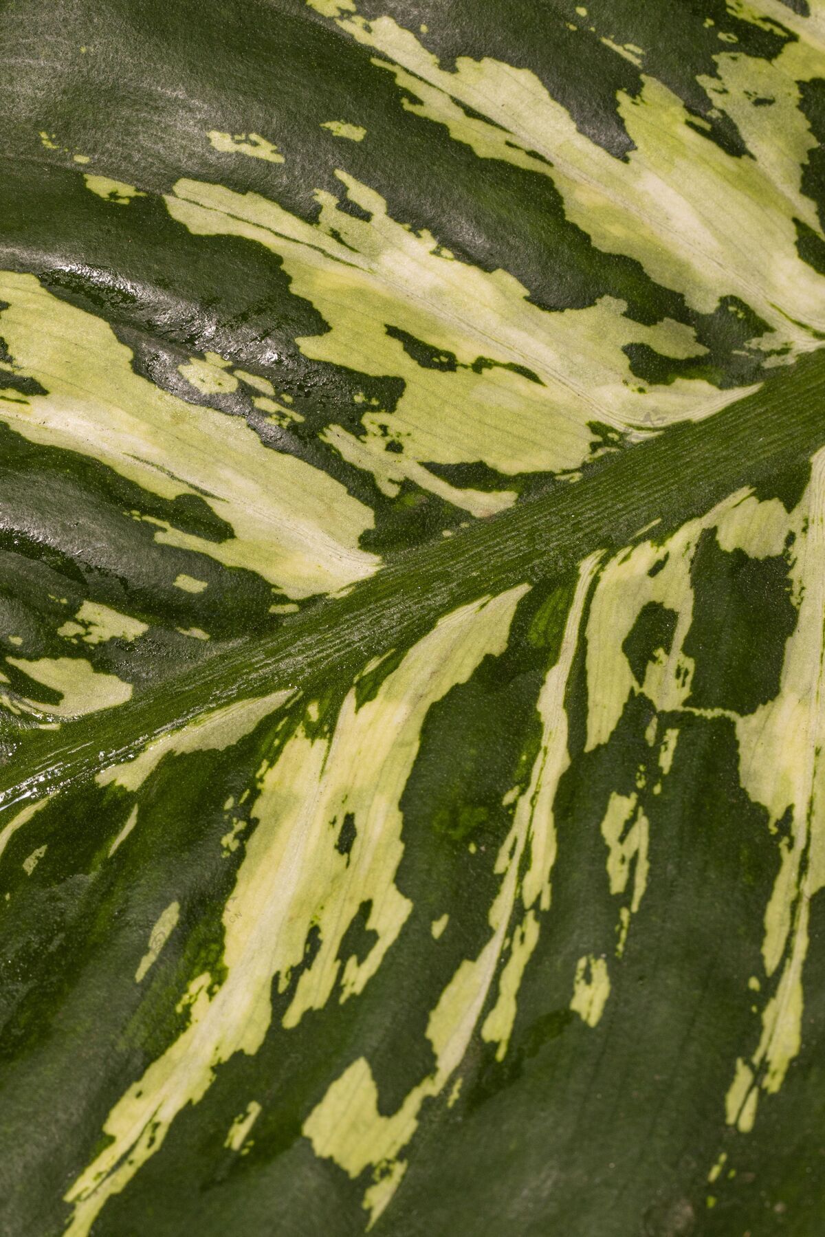 植物植物叶子和茎的特写镜头垂直宏观绿化