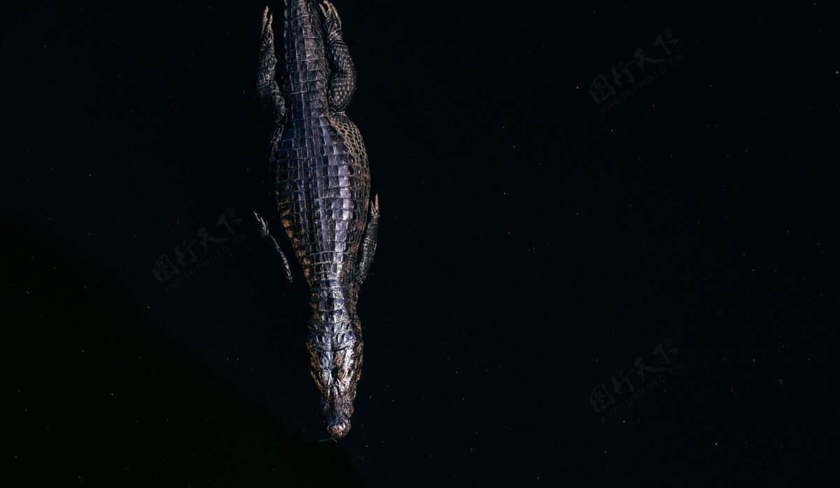 爬行动物阳光下在湖中游泳的美洲鳄鱼的高角度视图鳄鱼动物自然