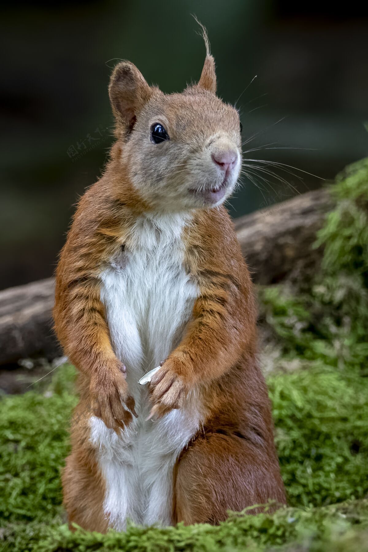 野生森林里一只好奇的松鼠的美丽垂直特写镜头特写吃自然