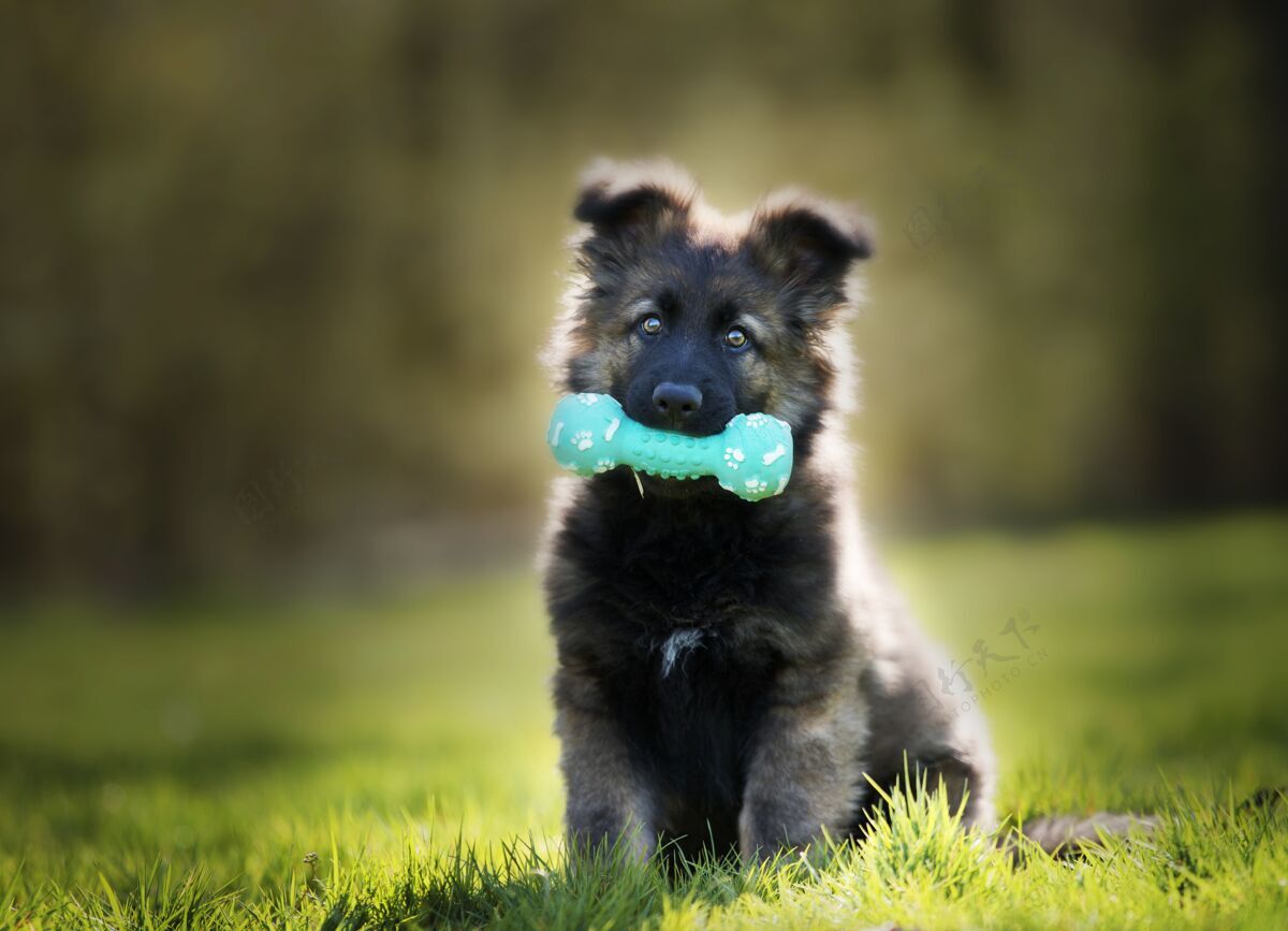 焦点一个可爱的德国牧羊犬与咀嚼玩具选择性聚焦拍摄背景小狗毛皮