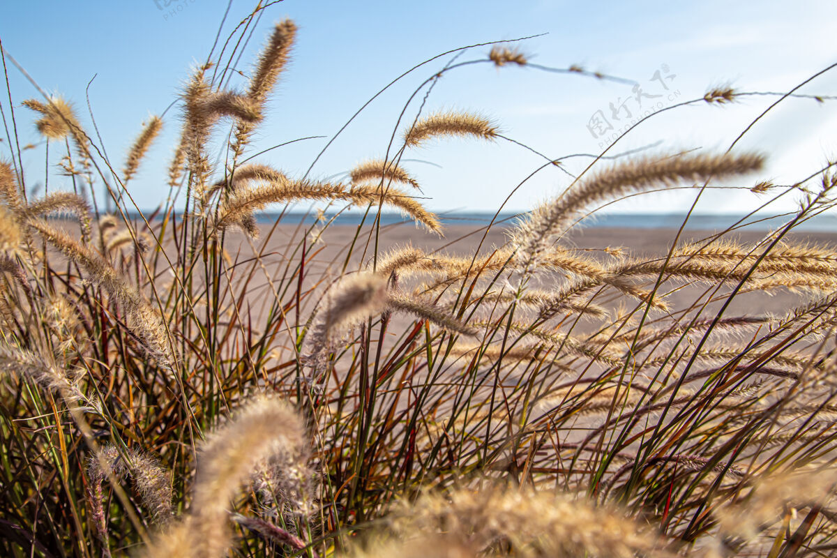 日落草原地带的野草在阳光下特写夏季自然植物秸秆草