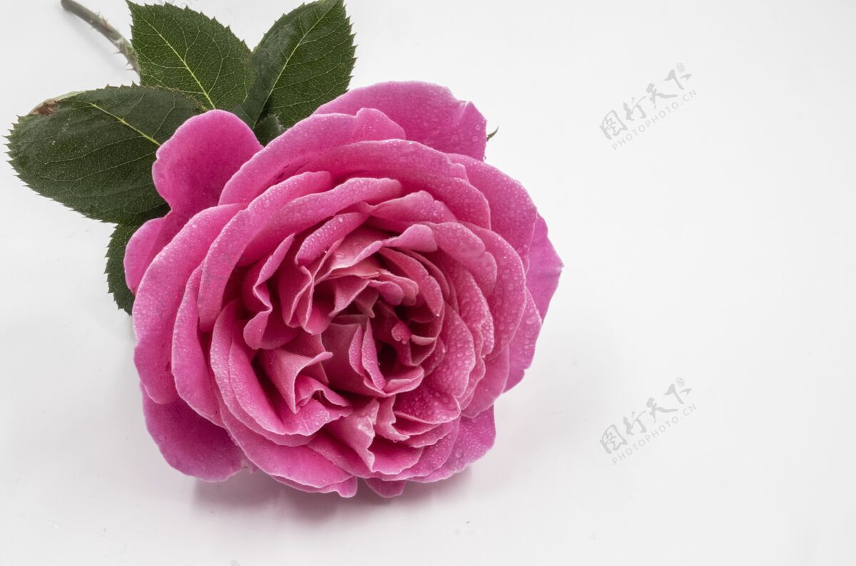 花一朵美丽的粉红色玫瑰的特写镜头 水滴孤立在白色的距离上滴水关闭