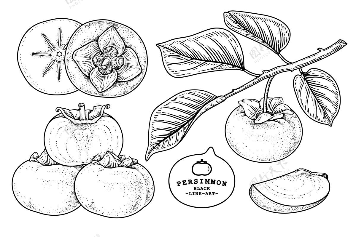 树一套扶余柿子果品手绘元素植物插图饮食钢笔水果