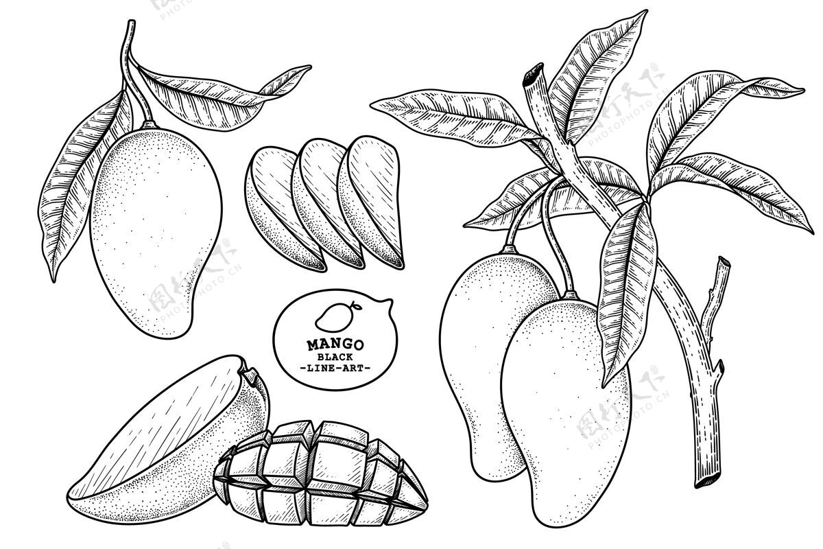 美丽一套芒果水果手绘元素植物插图装饰配料植物