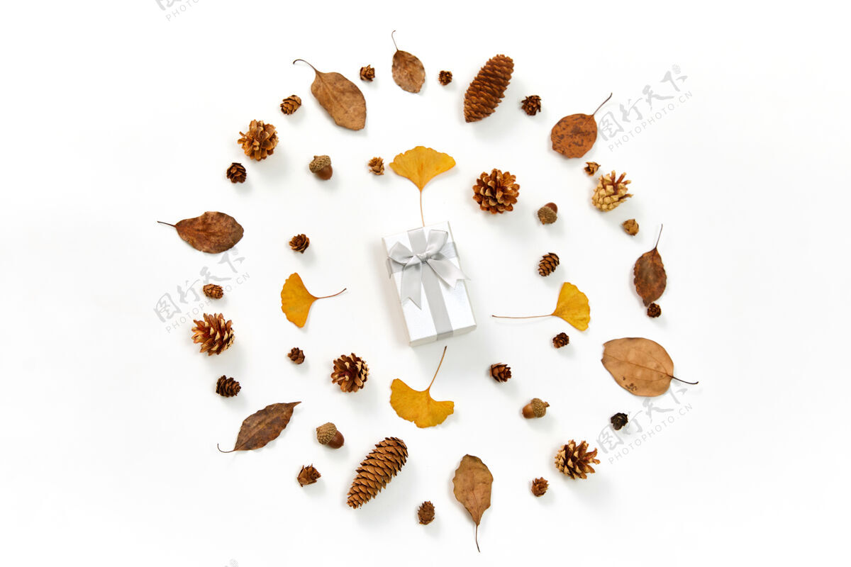 礼品一个礼物的顶视图在一个花环的中间 由秋天的叶子和针叶树圆锥上的白色物体季节植物