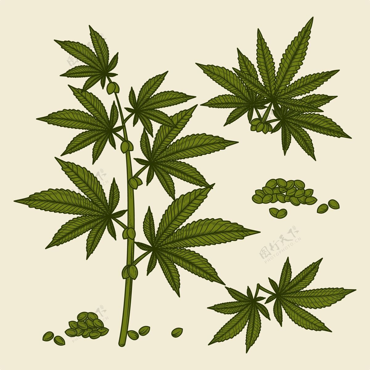合法收集植物大麻叶和种子医药大麻大麻