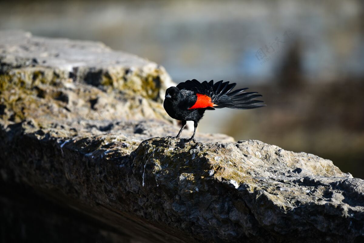 翅膀一只美丽的红翼黑鸟站在岩石上的特写镜头栖息站立鸟类