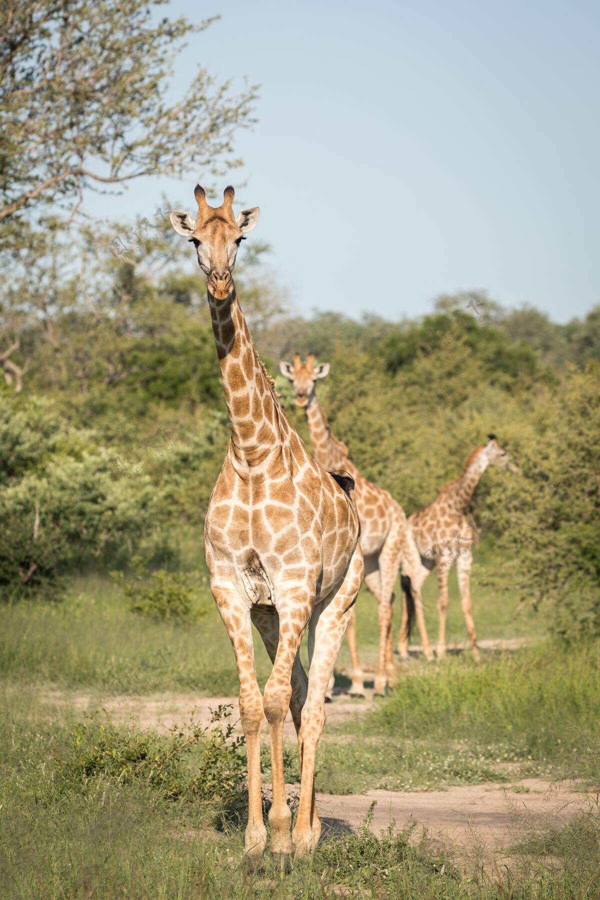 绿树垂直特写镜头可爱的长颈鹿走在绿树丛中的荒野动物长颈鹿稀树草原