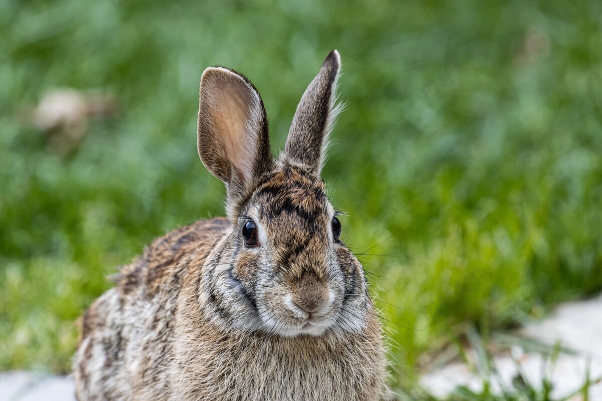 草一只可爱的棕色兔子坐在草地上的照片毛茸茸的耳朵自然
