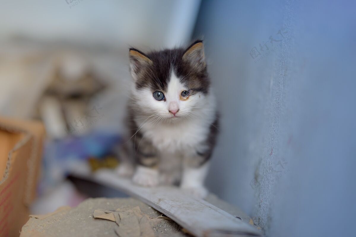 耳朵一只小猫坐在一块木板上 有两只大小不同的眼睛走路可爱国内