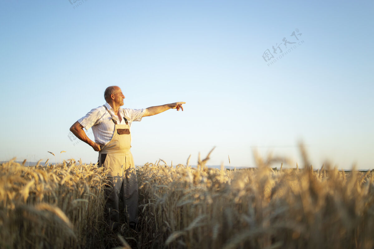 工作麦田里的高级农艺师的画像 遥望远方 指指点点人观察农学