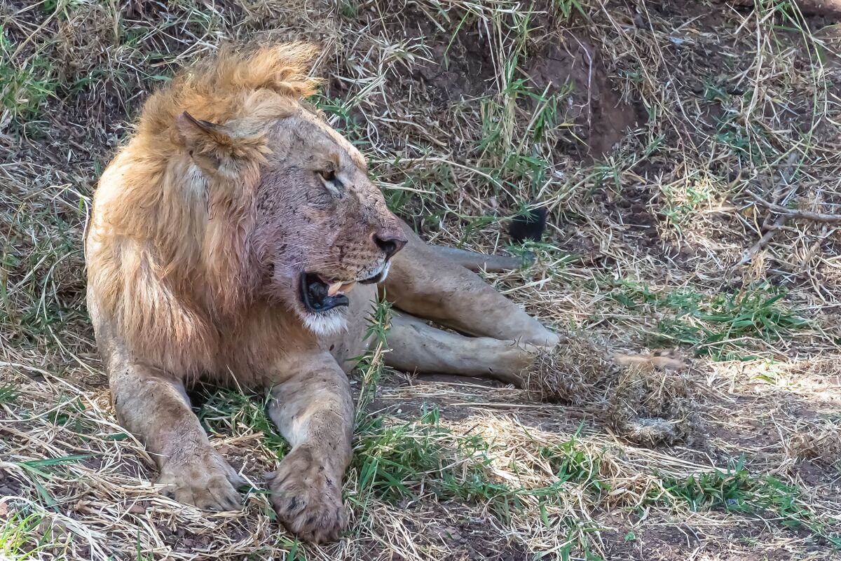肯尼亚白天 狮子在草地和灌木丛上休息草猫狮子座