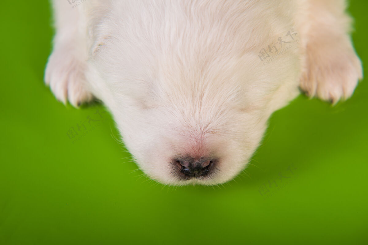蓬松白色小萨摩耶小狗狗脸睡在绿色的背景血统护理病毒