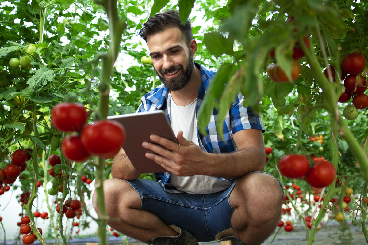 无线农民用平板电脑检查有机食品农场番茄蔬菜的质量和新鲜度番茄农民生产