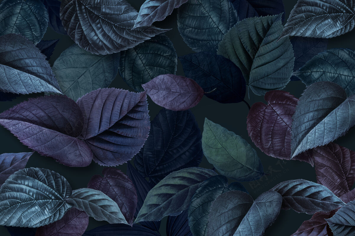 野生蓝色植物叶子有纹理表面卡片自然