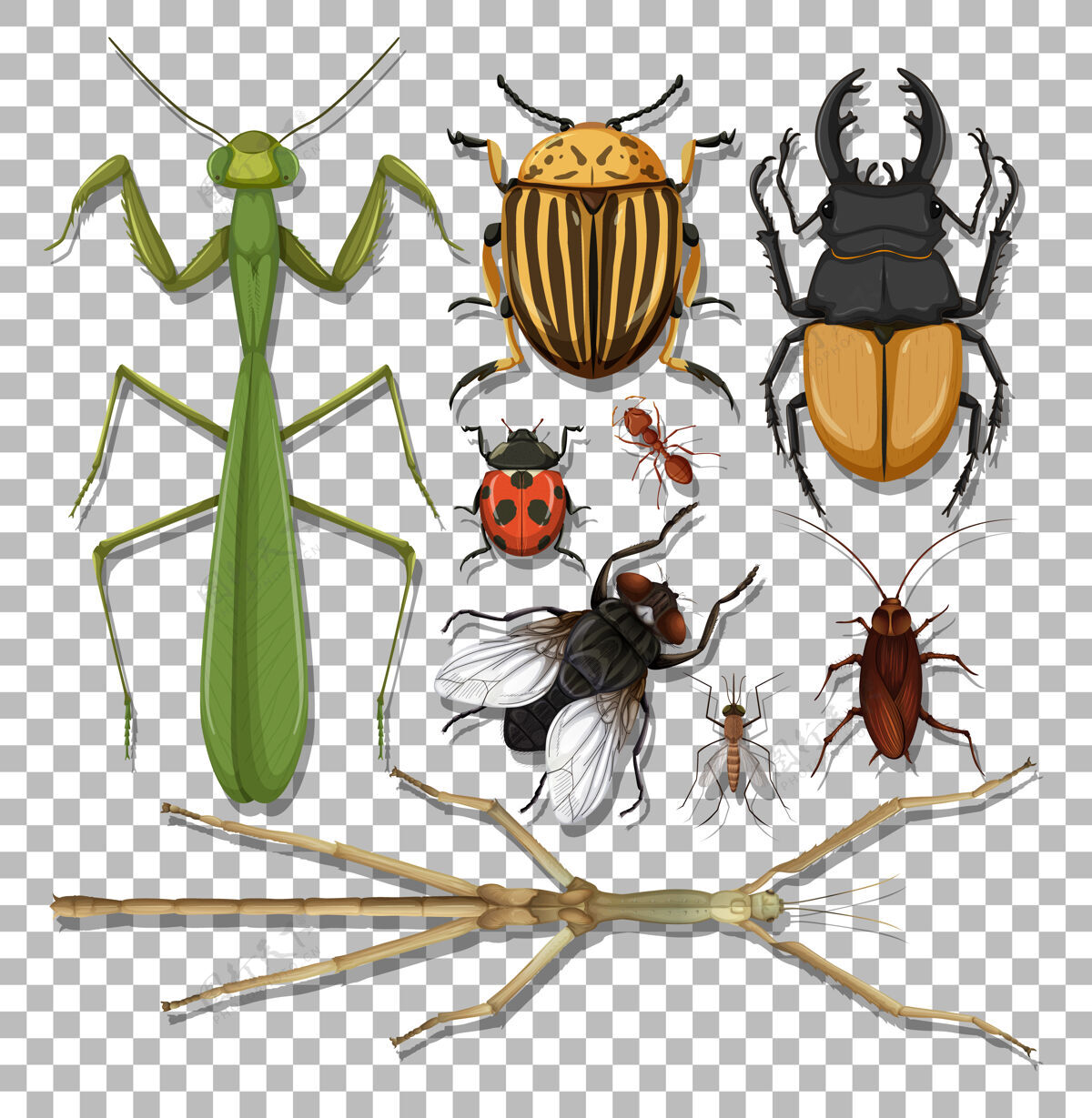 收集透明背景上的一组不同的昆虫瓢虫虫子动物