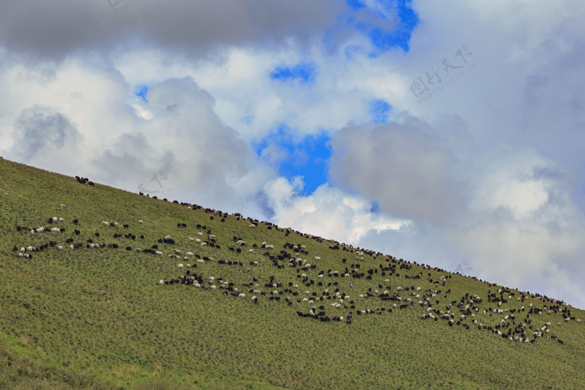 动物在森林里的高山牧场上放牧绵羊和公羊山羊毛羊群