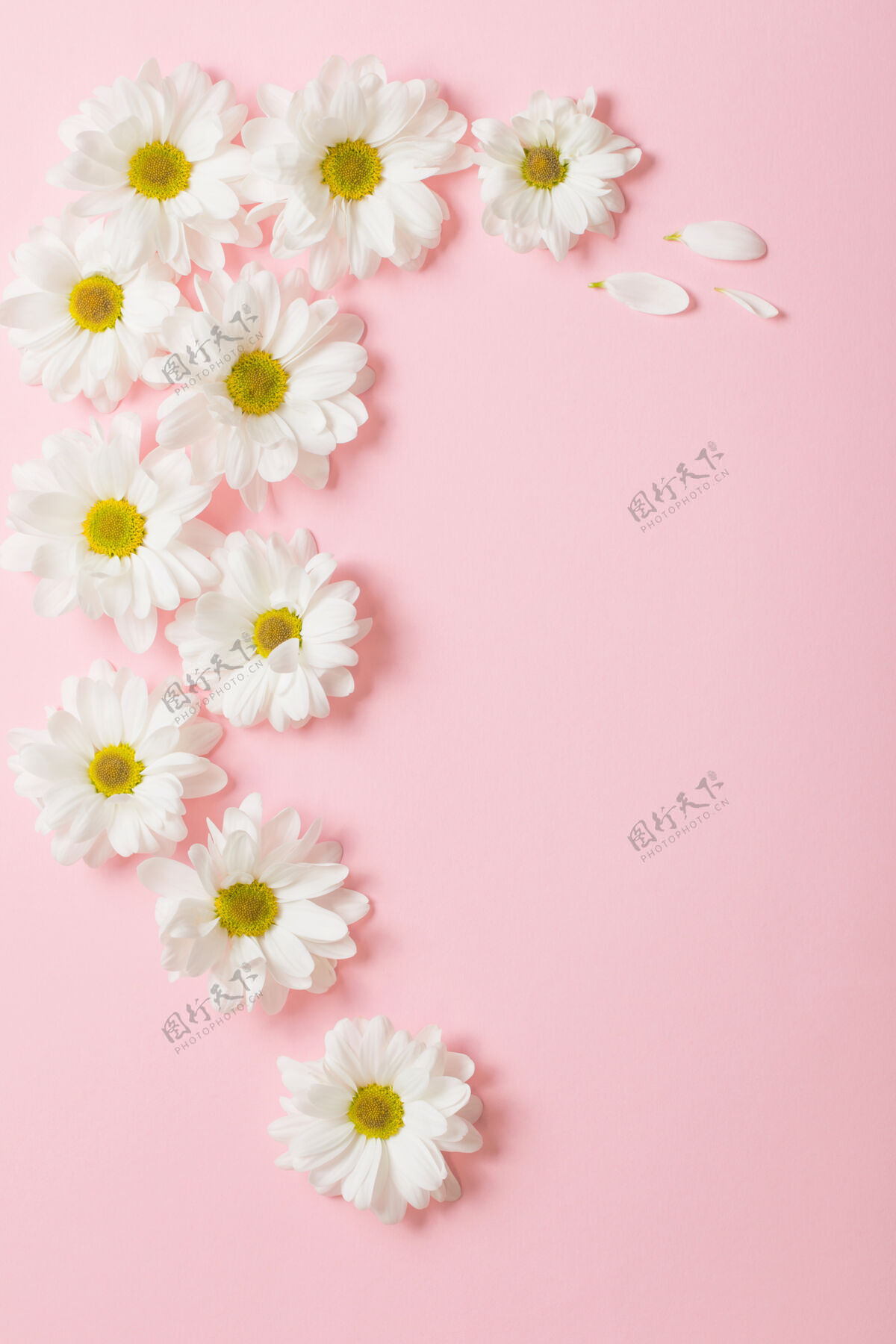 婚礼浅粉色背景上的白色花朵花框架花环